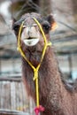 A female camel in the area of Ã¢â¬â¹Ã¢â¬â¹Siti Fadma Ourika